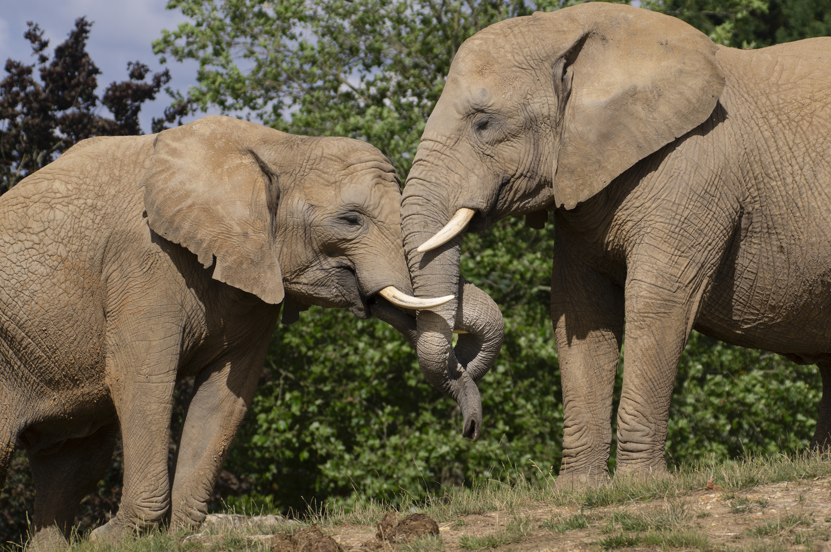 Amitié (Loxodonta africana, éléphant d'Afrique)