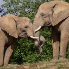 Amitié (Loxodonta africana, éléphant d'Afrique)