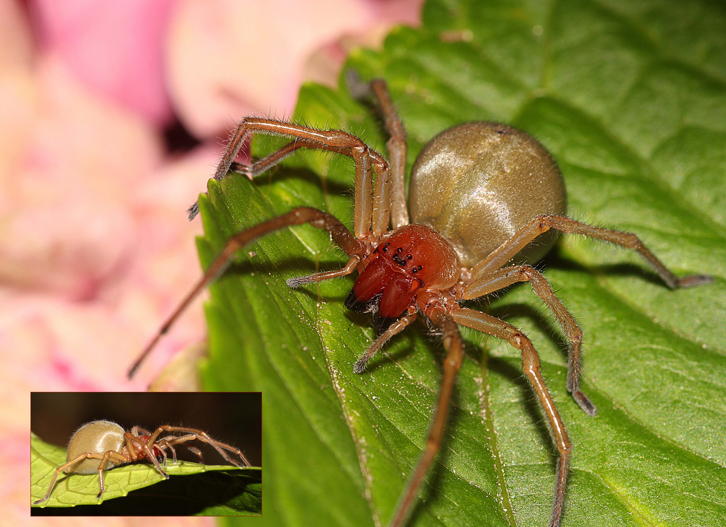 Ammen-Dornfinger Foto & Bild | tiere, wildlife, spinnen Bilder auf fotocommunity