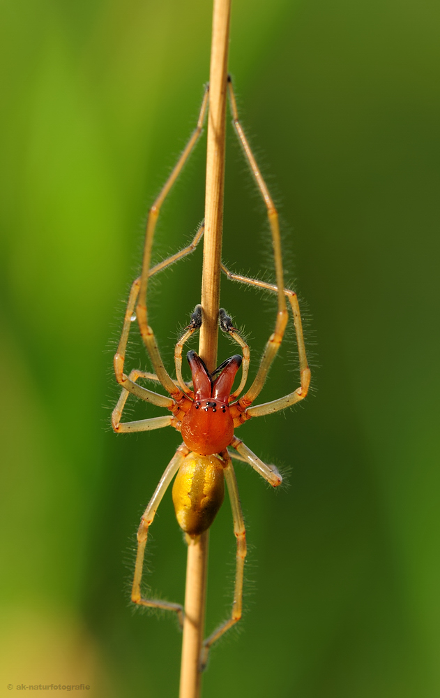 Ammen-Dornfinger (Cheiracanthium punctorium)