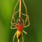 Ammen-Dornfinger (Cheiracanthium punctorium)