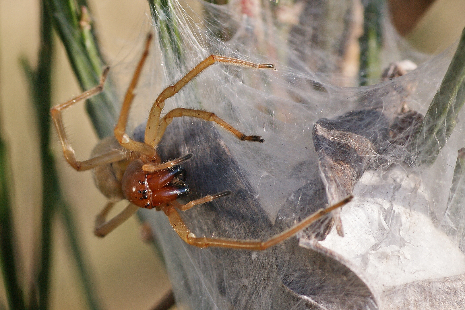 Ammen-Dornfinger ( Cheiracanthium punctorium), Weibchen