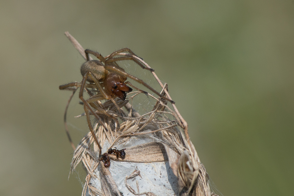 Ammen-Dornfinger (Cheiracanthium punctorium) - Weibchen