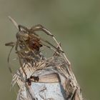 Ammen-Dornfinger (Cheiracanthium punctorium) - Weibchen