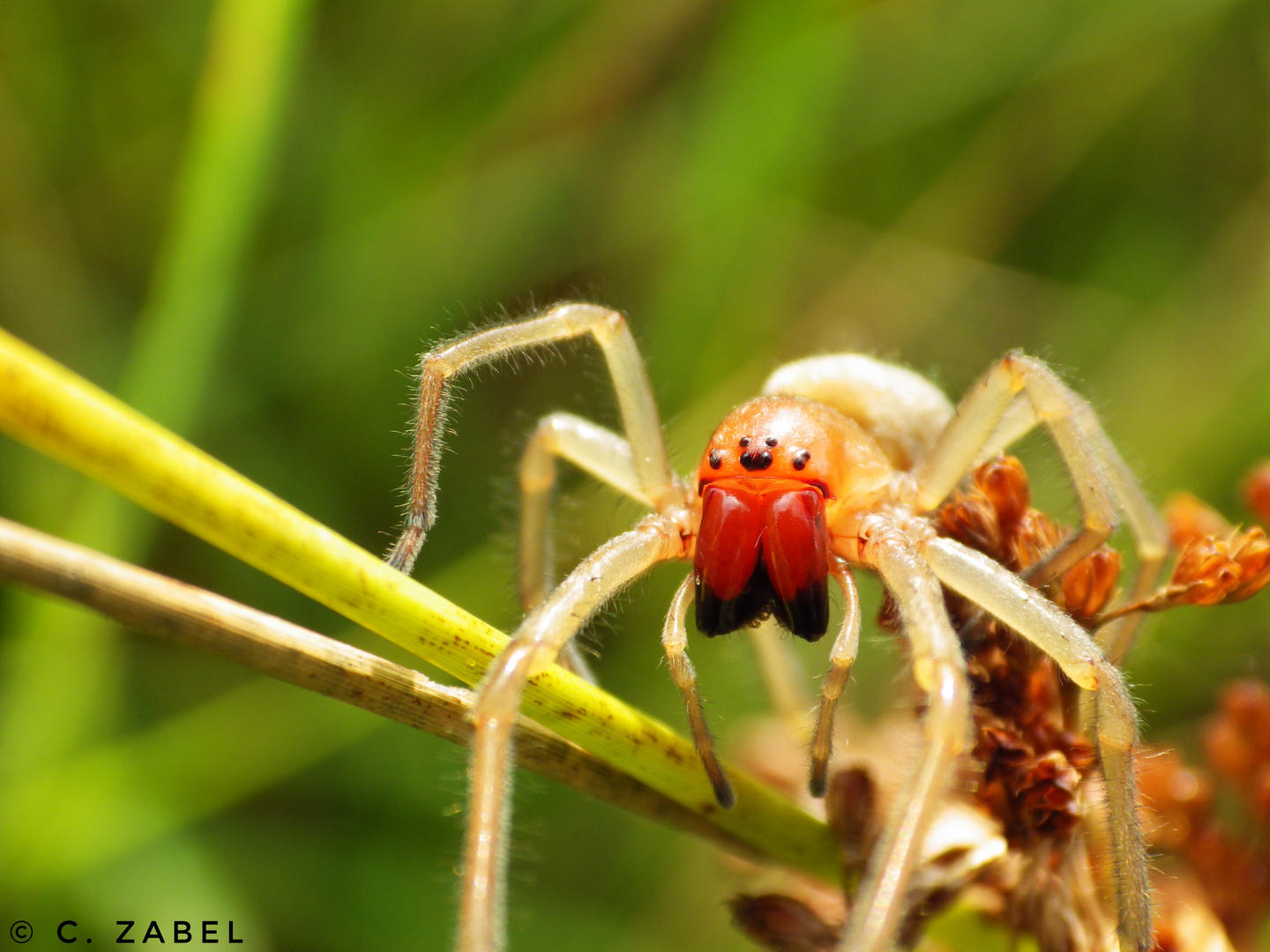 AmmenDornfinger Foto & Bild fotos, natur, zoo Bilder auf
