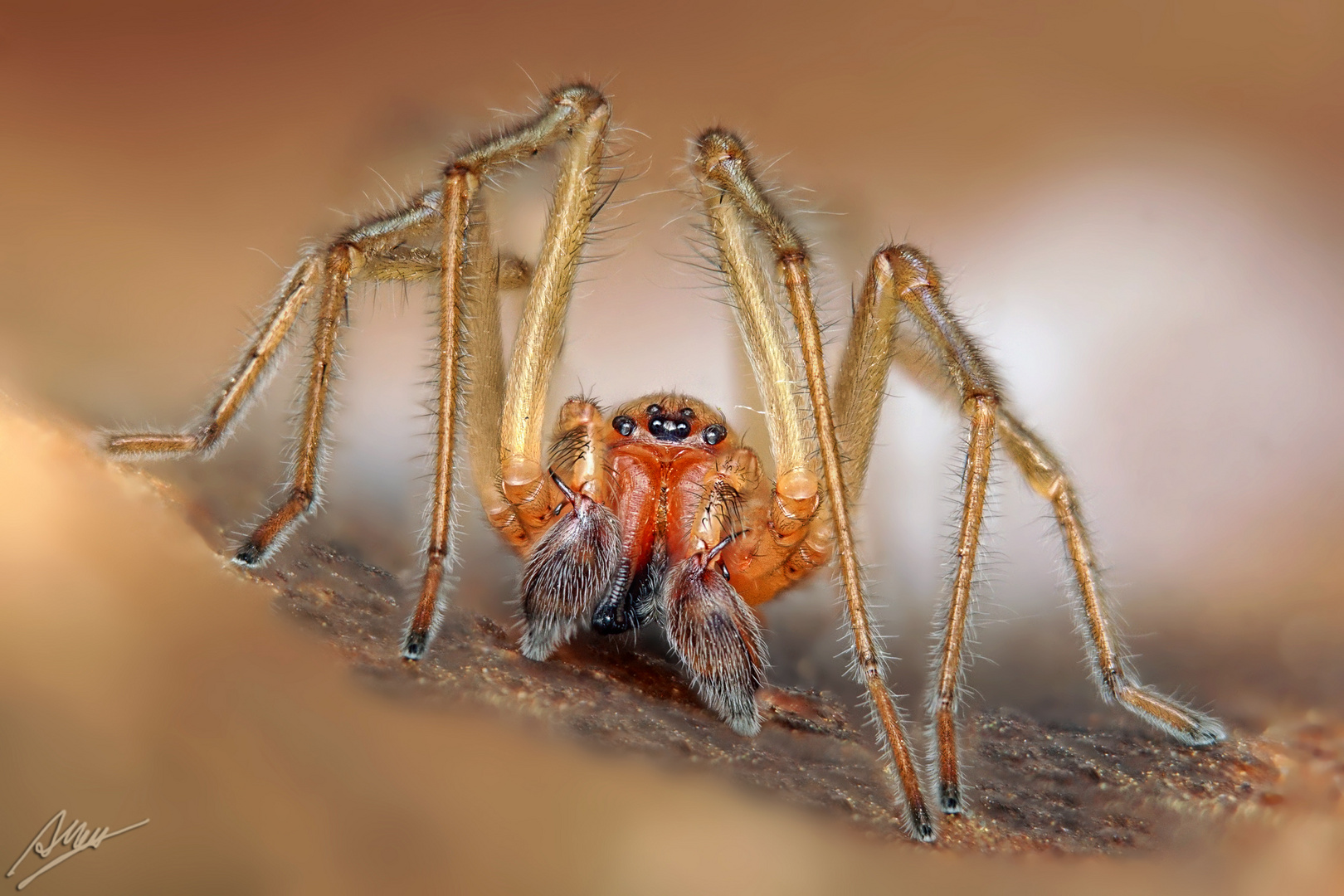 Ammen-Dornfinger Männchen (Cheiracanthium punctorium)