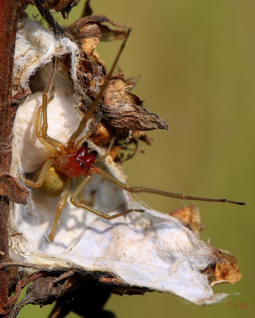 Ammen- Dornfinger- Spinne