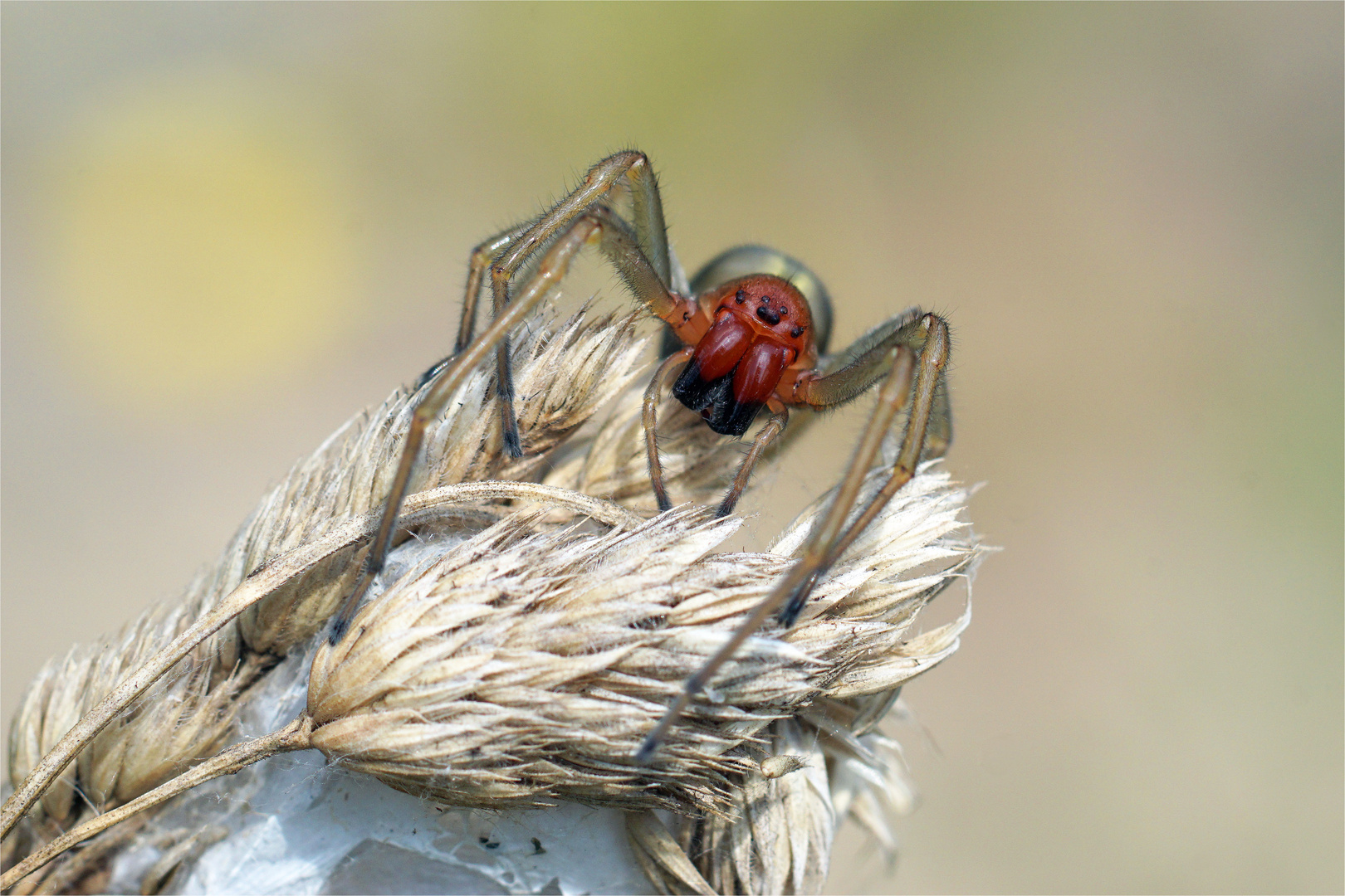 Ammen Dornfinger - Weibchen - Cheirancanthium punctorium 