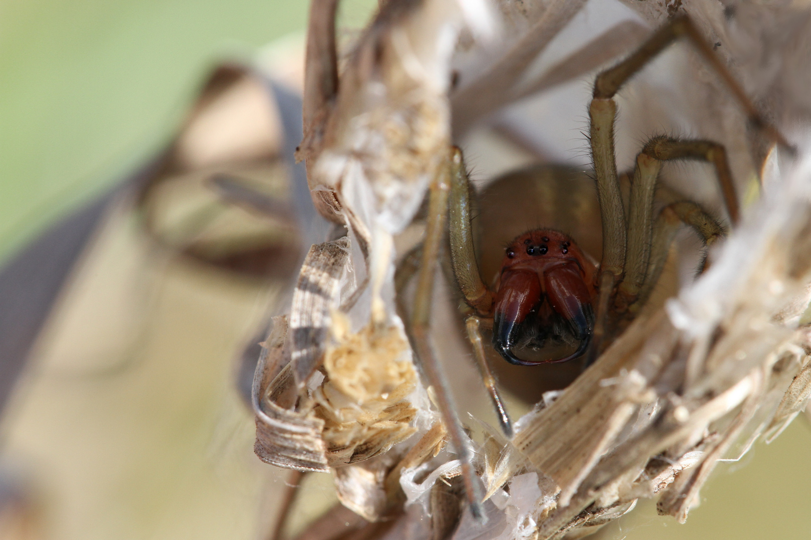 Ammen-Dornfingerspinne