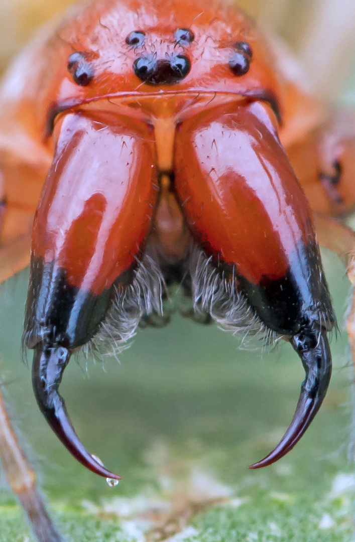 Ammen-Dornfingerspinne (Cheiracanthium punctorium)