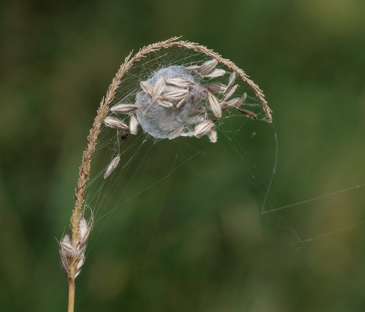 Ammendornfinger Spinnennetz