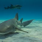 Ammenhai und im Hintergrund ein Bullenhai