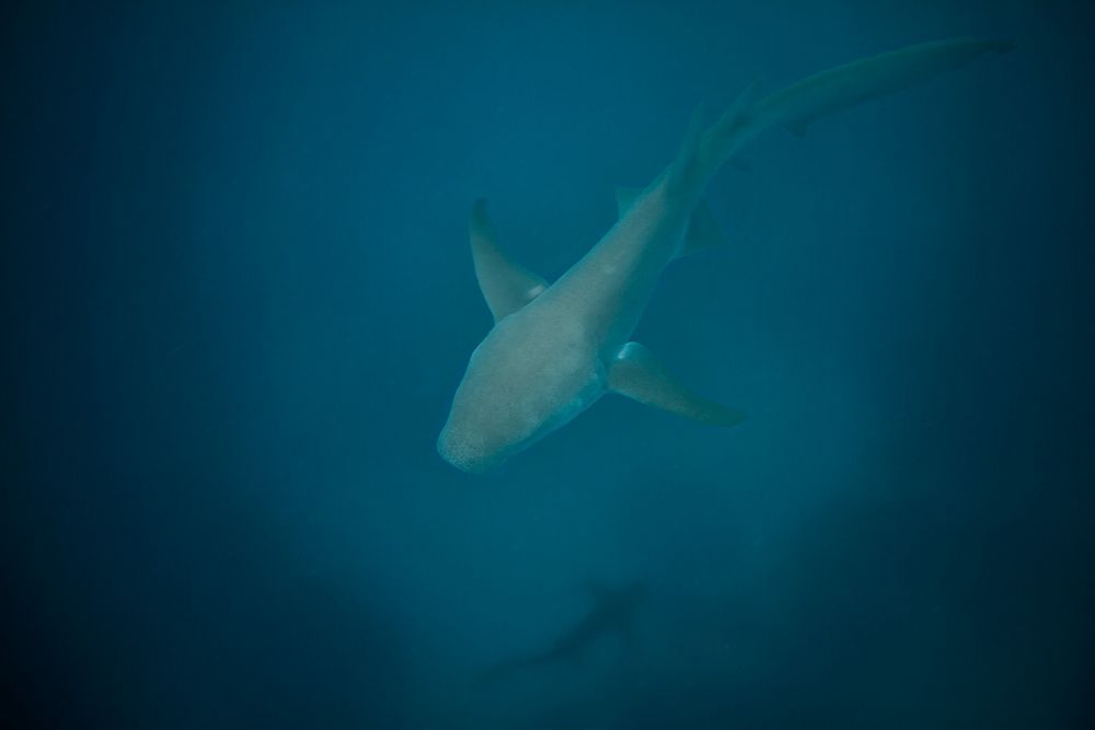 Ammenhaie Foto & Bild | tiere, wildlife, fische Bilder auf fotocommunity