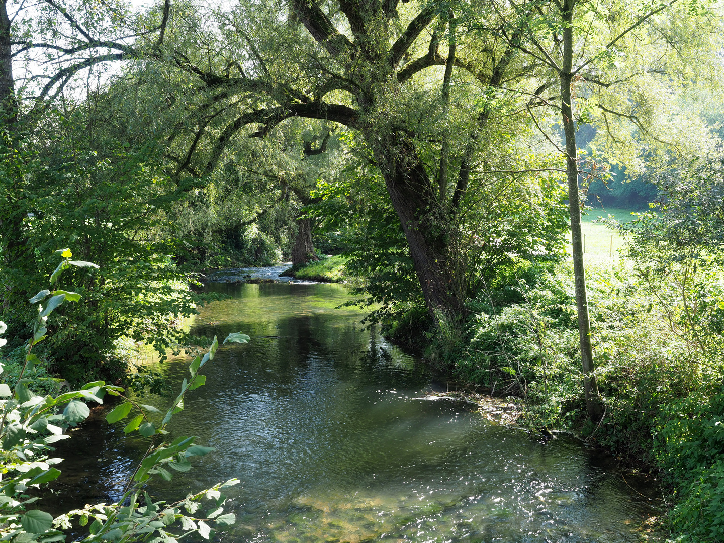 Ammer bei Poltringen