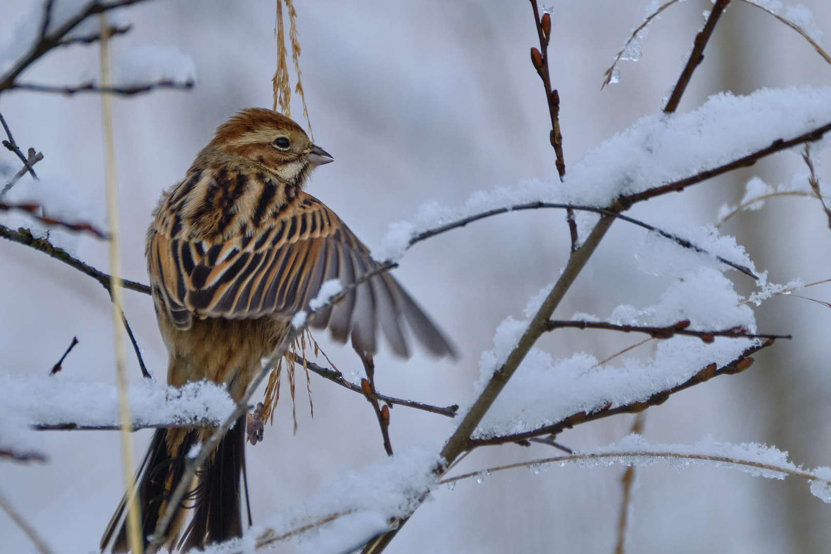 Ammer im Schnee