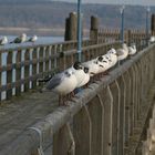 ammersee 02/2008