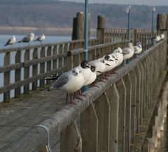 ammersee 02/2008