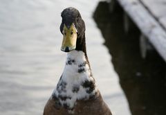 ammersee 02/2008