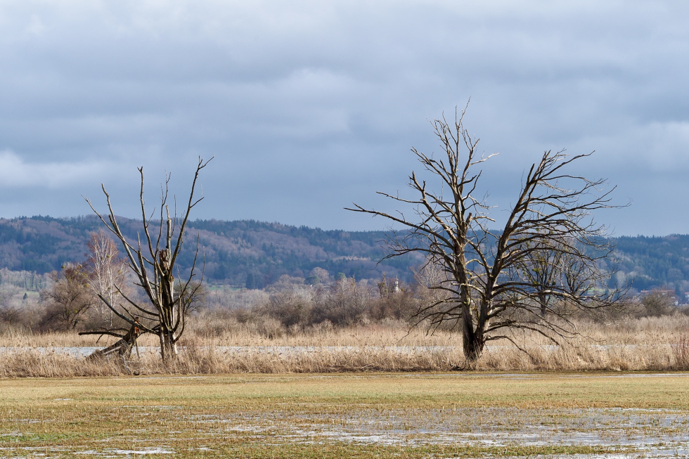 Ammersee