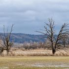 Ammersee