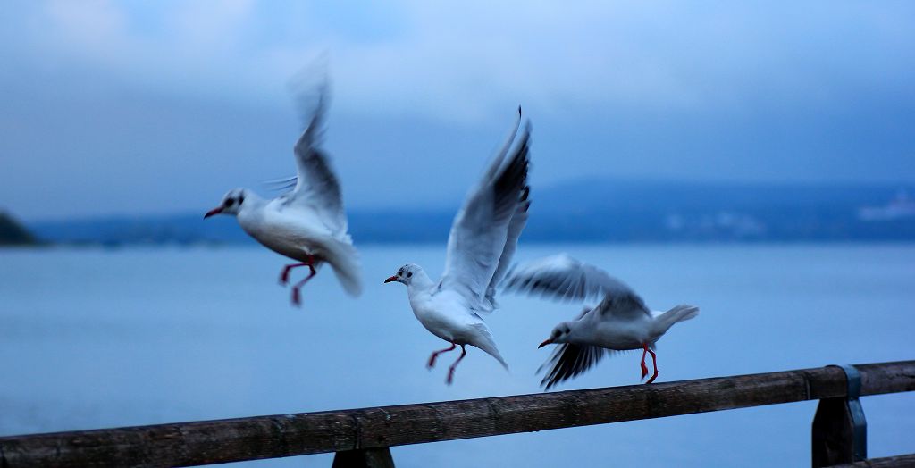 Ammersee