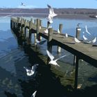 ammersee