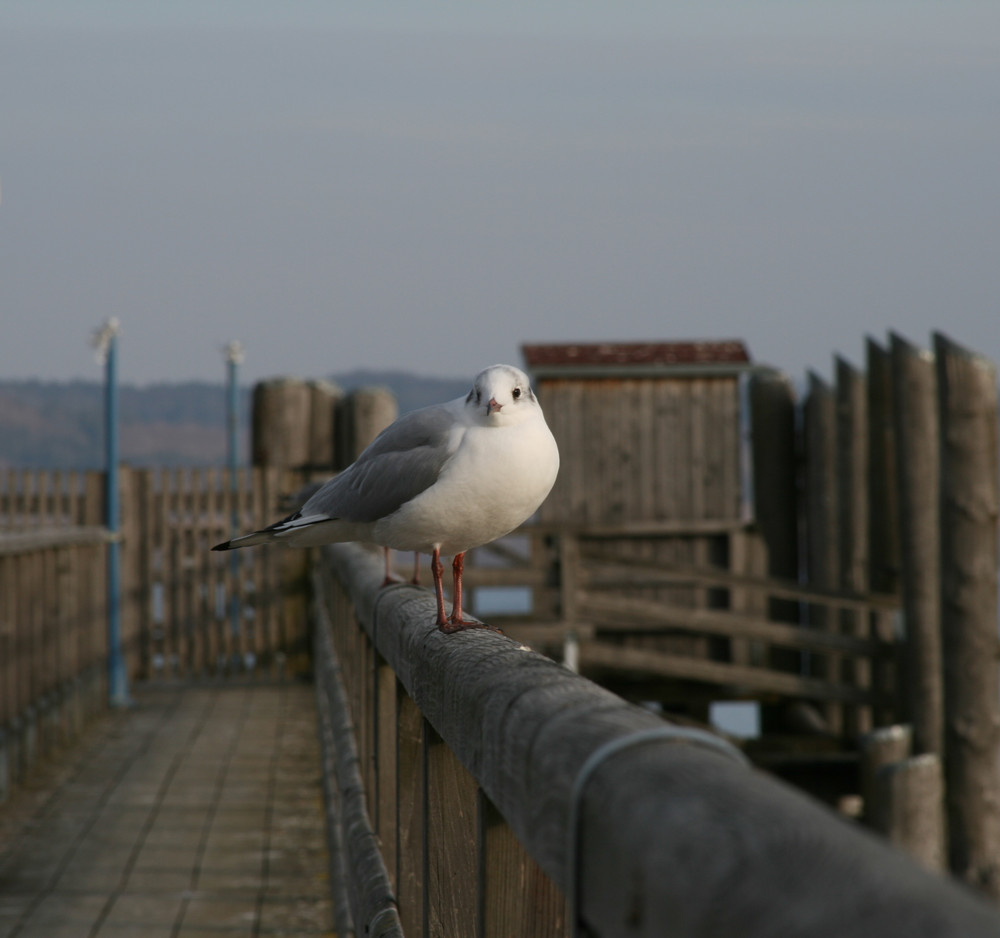 ammersee