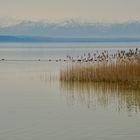 Ammersee