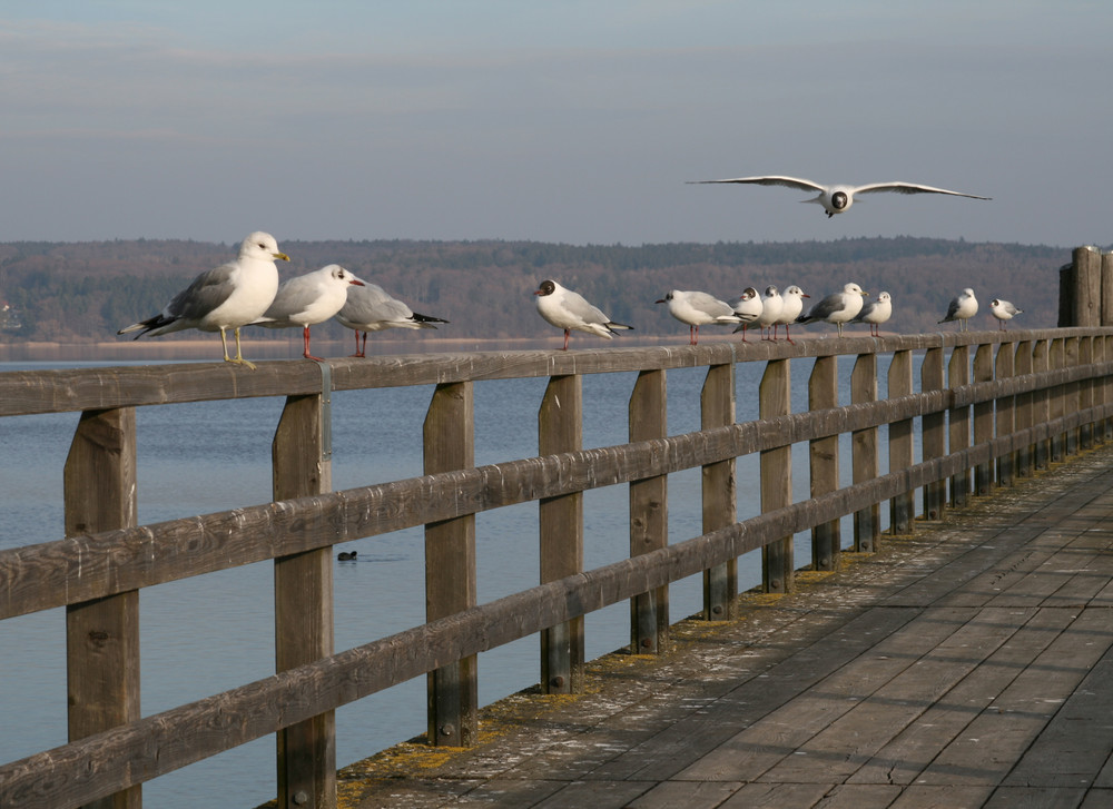 ammersee februar 2008