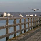 ammersee februar 2008