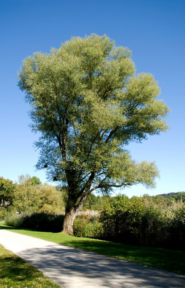 Ammersee Fußweg_02