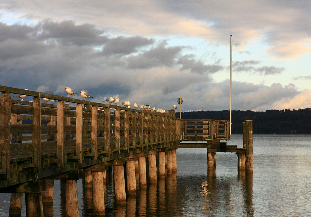 Ammersee Geflügel