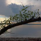 Ammersee- Impressionen (1)