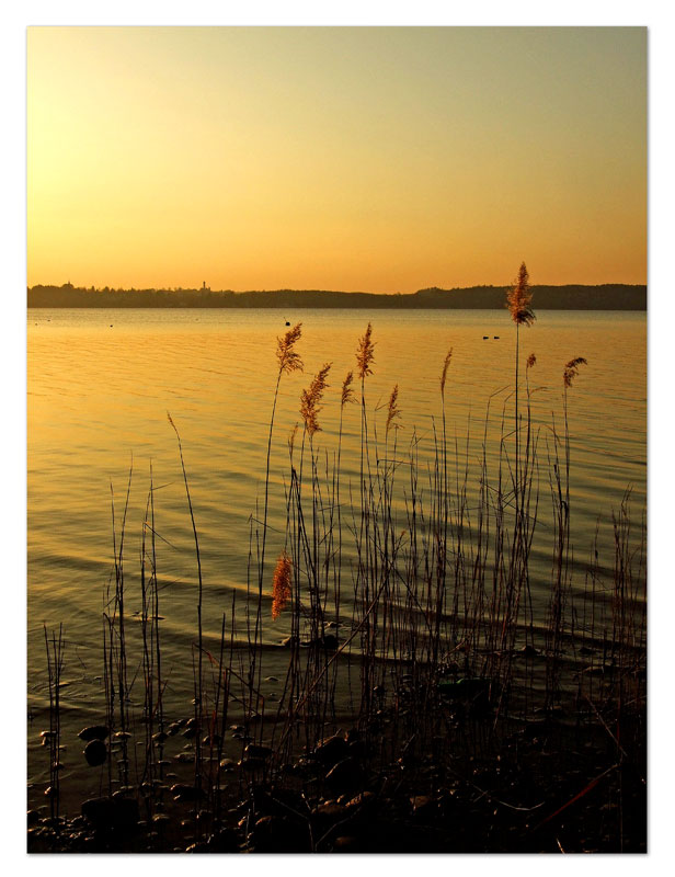 Ammersee Schilf