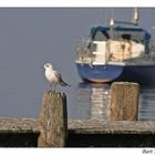 Ammersee V