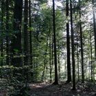 Ammerzwilerwald