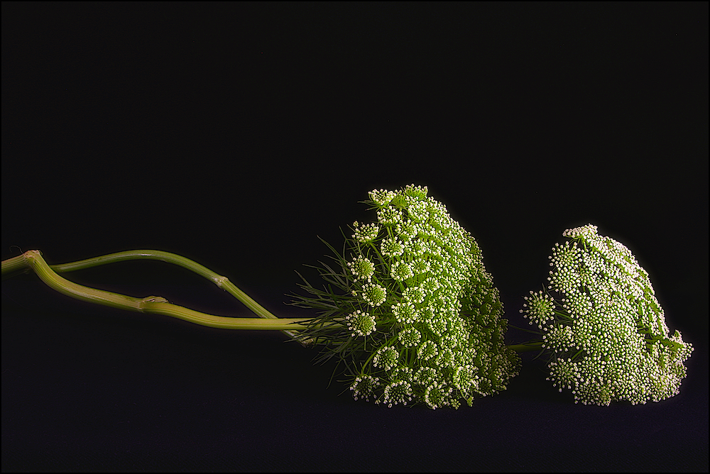 Ammi visnaga