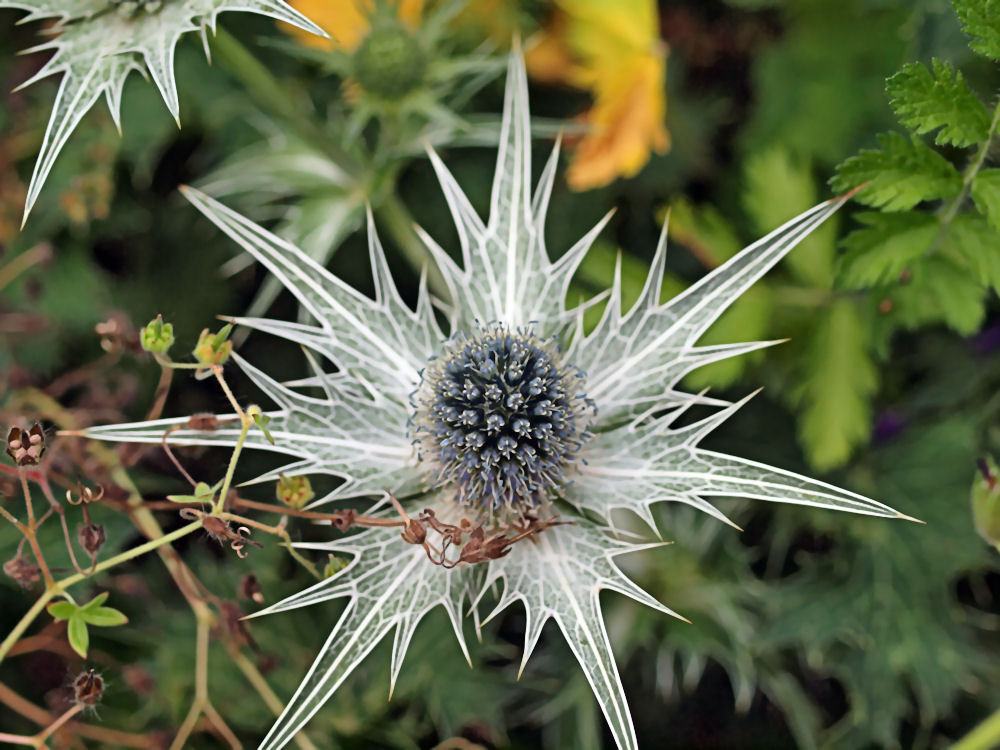 Ammi Visnaga.Lam Apiaceae IRAK Bild1 Foto & Bild | pflanzen, pilze