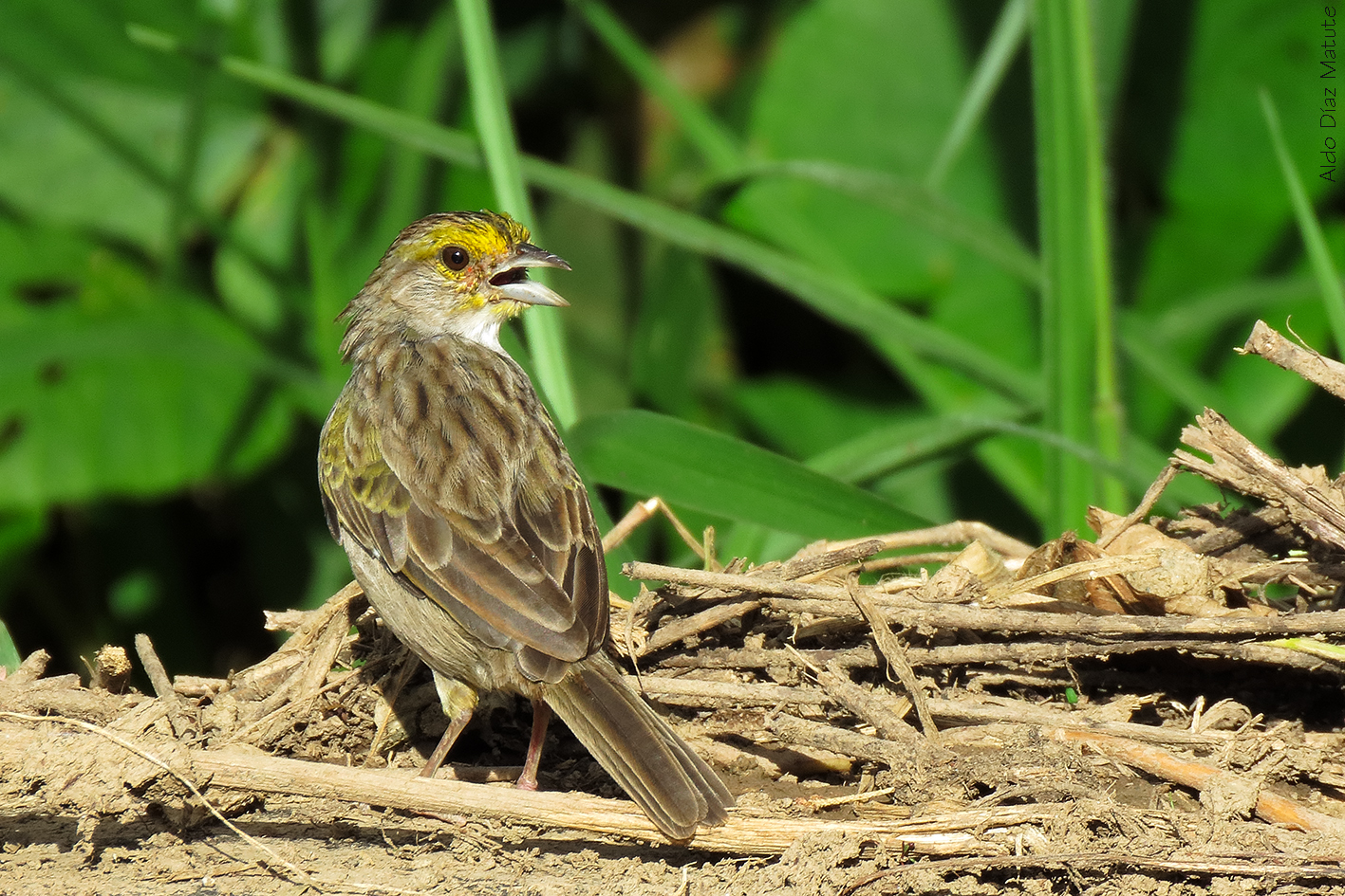 Ammodramus aurifrons