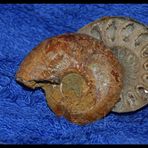 Ammonit (2)