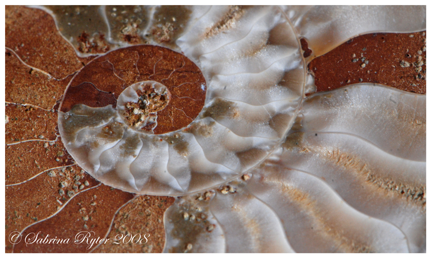 Ammonit (3)