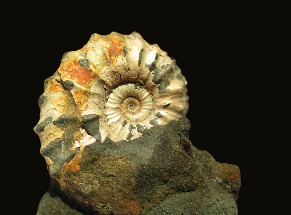 Ammonit aus dem Fluss Kurdjips...