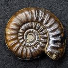 Ammonit aus der Jurazeit - Acanthopleuroceras arietiforme