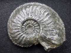 Ammonit aus der Jurazeit - Amaltheus gibbosus