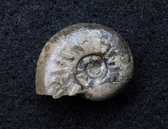 Ammonit aus der Jurazeit - Amaltheus stokesi