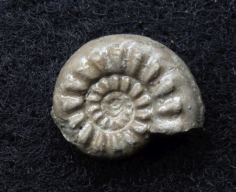 Ammonit aus der Jurazeit - Amaltheus subnodosus