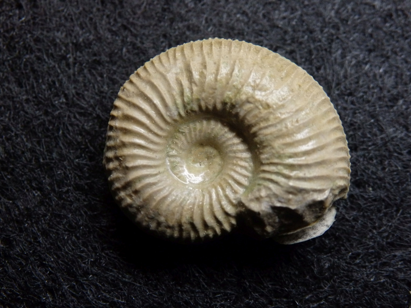 Ammonit aus der Jurazeit - Amoeboceras bauhini