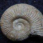 Ammonit aus der Jurazeit - Amoeboceras bauhini