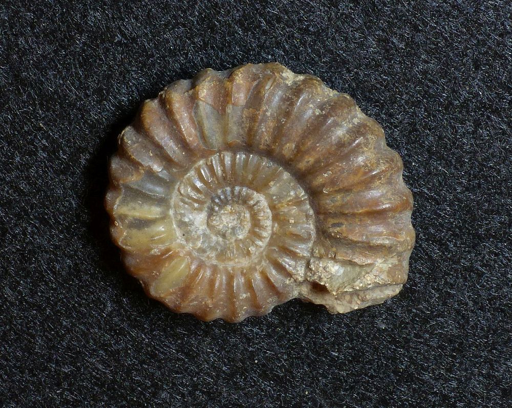 Ammonit aus der Jurazeit - Androgynoceras maculatum