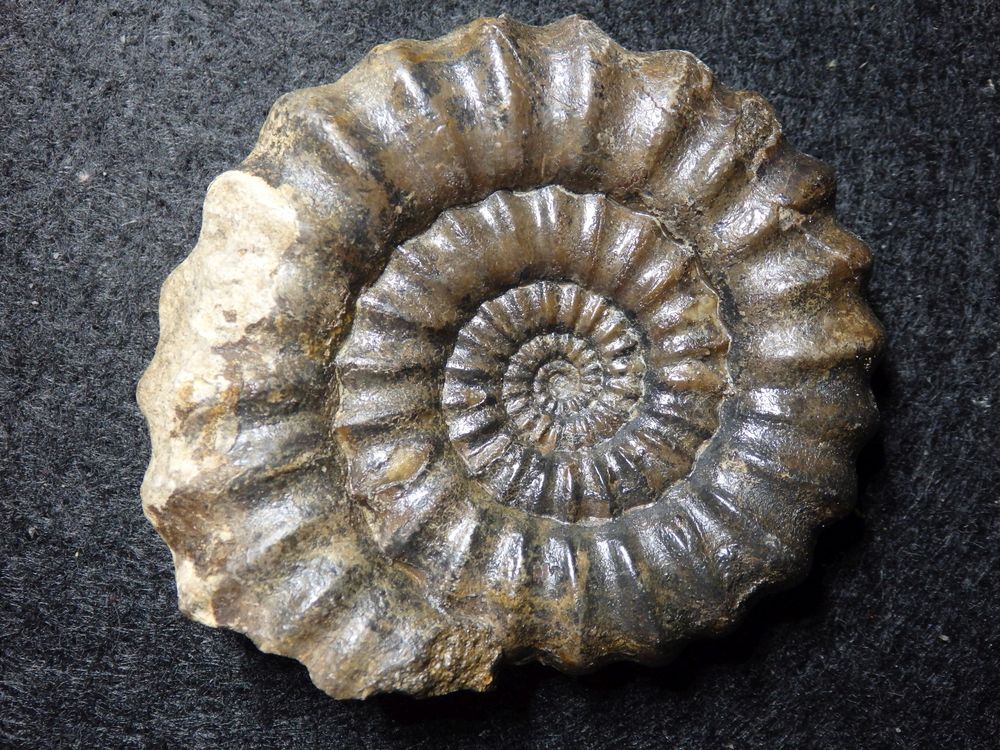 Ammonit aus der Jurazeit - Androgynoceras maculatum